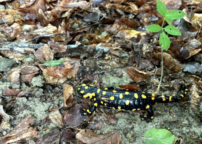 Feuersalamander